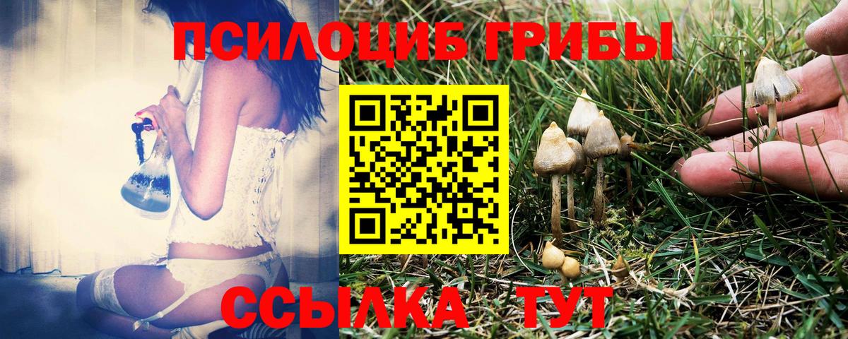 Псилоцибиновые грибы Cubensis Кингисепп